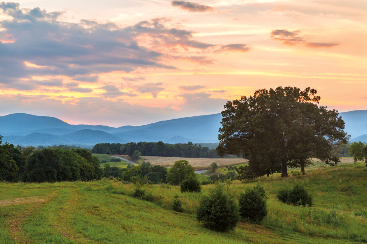 Scenic sunset over rolling hills and a lone tree, capturing the essence of nature as featured in The Scout Guide.