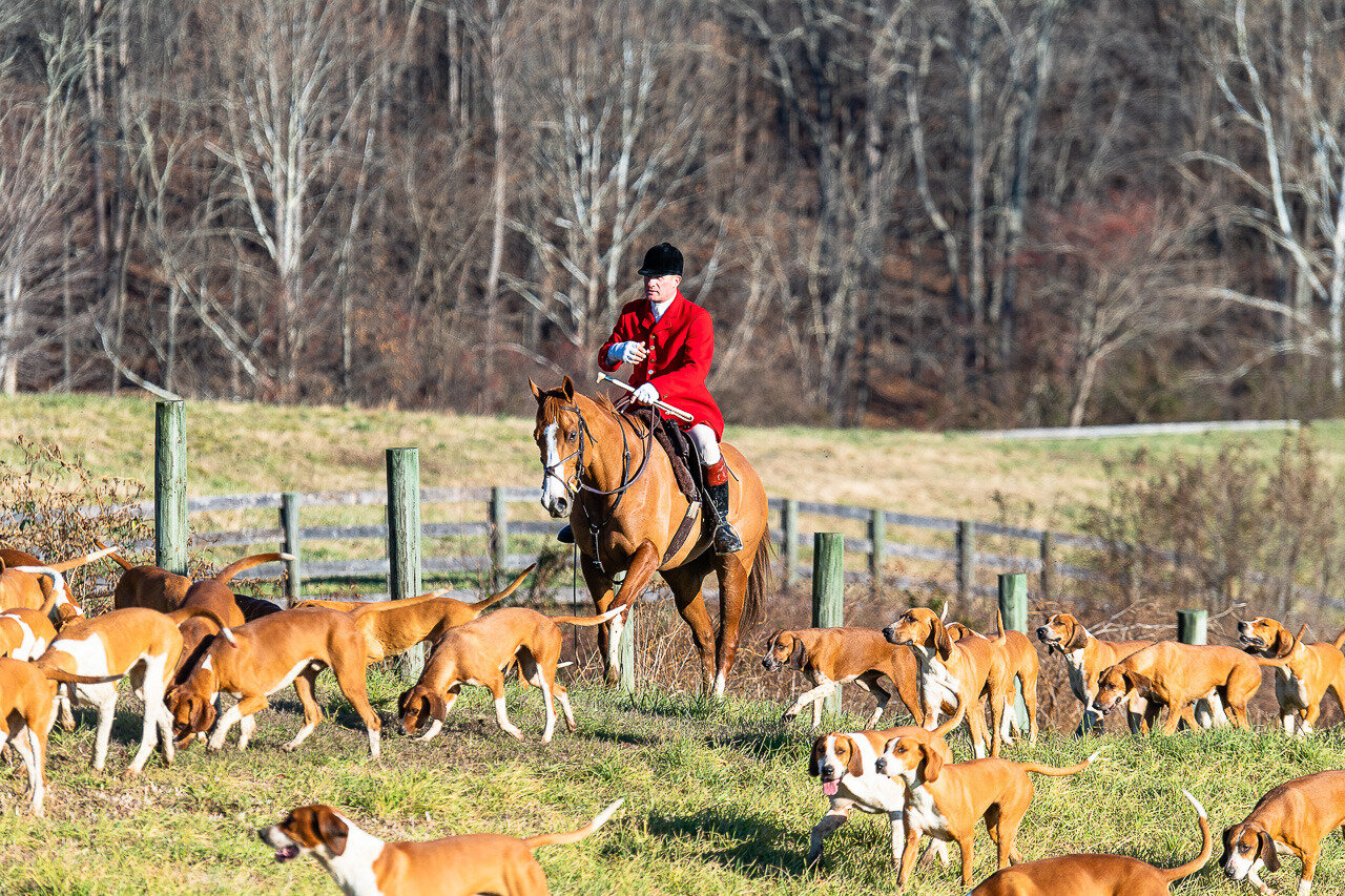 An Insider s Guide To Fox Hunting Part 1 A Day In The Life The Scout 