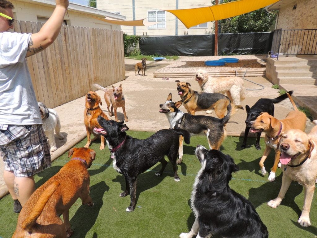CHEAT SHEET AUSTIN’S DOGFRIENDLY GUIDE The Scout Guide