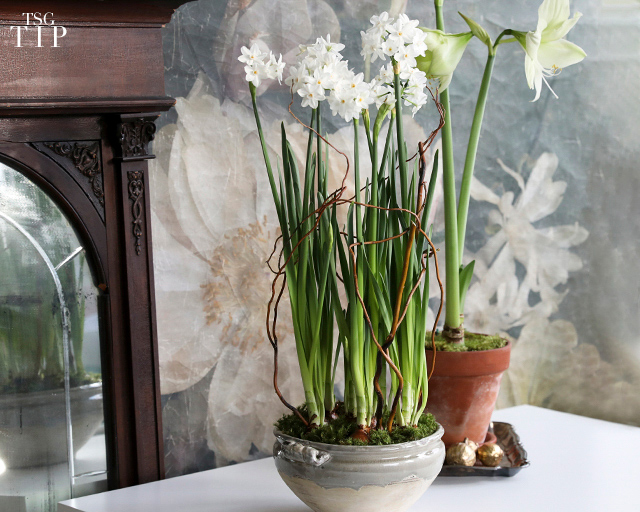 An Expert’s Guide to Forcing Bulbs in Winter The Scout Guide