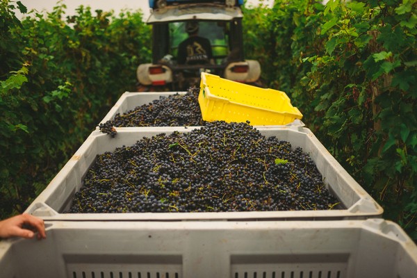 Meet: Rappahannock Cellars - The Scout Guide