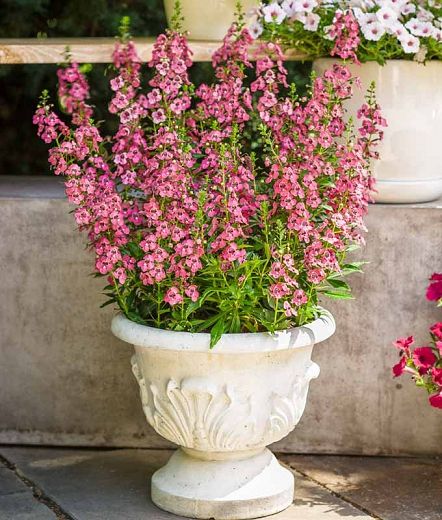The Plants that Thrive in the Texas Heat - The Scout Guide