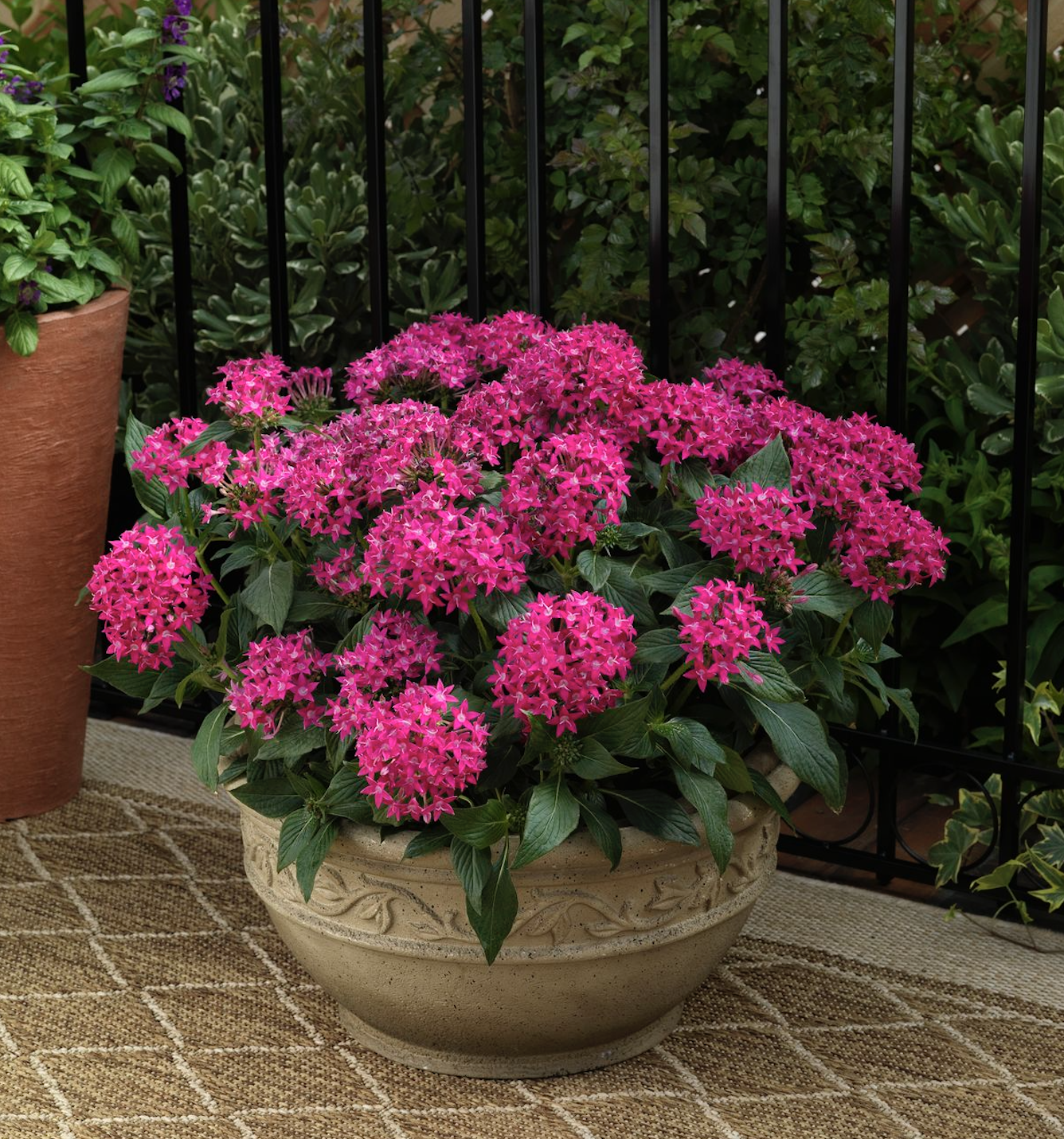 The Plants that Thrive in the Texas Heat - The Scout Guide