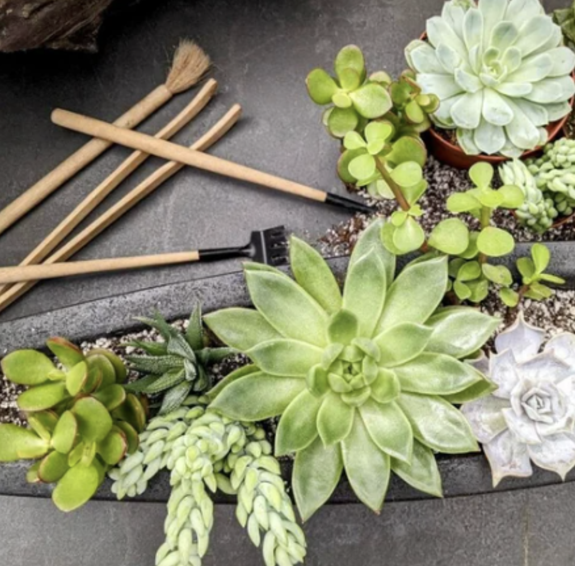 mason jar succulent Assorted Ball Mason Jar & Succulent Echeveria Von Pearl 4” – mysucculentshop main image 0